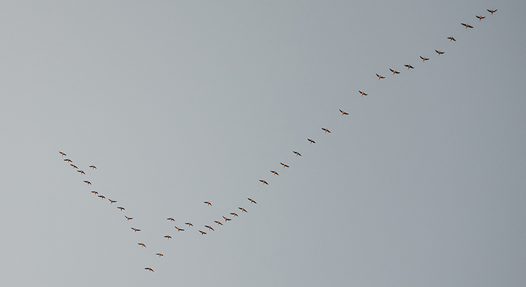 flock of birds migrating in V pattern grey skies.