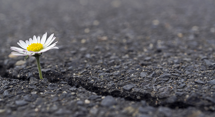 daisy growing from crack in the pavement